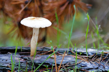 Little mushroom growing in a forest