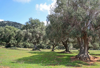 Typical large olive tree in Maremma land, on sunny springtime