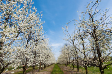 Fototapeta na wymiar Seasonal spring white plum flowers blossoming. Blossom of plum orchard in Poland