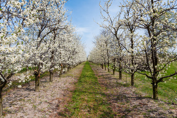 Seasonal spring white plum flowers blossoming. Blossom of plum orchard in Poland
