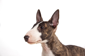 Naklejka na ściany i meble Dog breed mini bull terrier portrait on a white background