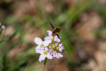 Bee Fly on Cuckooflowers in Springtime