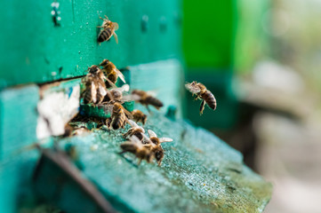 Closeup of bees on the honeycomb in beehive, apiary, selective focus