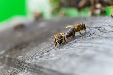 Closeup of bees on the honeycomb in beehive, apiary, selective focus