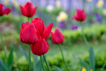 Tulips in spring after the rain