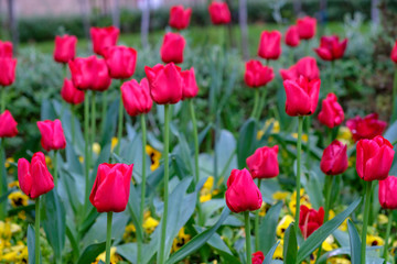 Fototapeta na wymiar Tulips in spring after the rain
