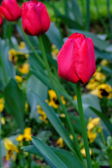 Tulips in spring after the rain