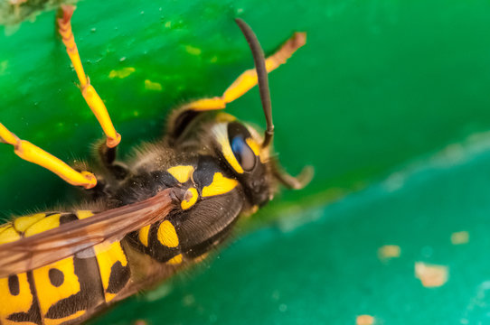 Wasp on wooden beehive macro