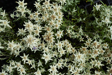 edelweiss flowers texture