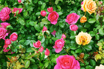 color roses background
