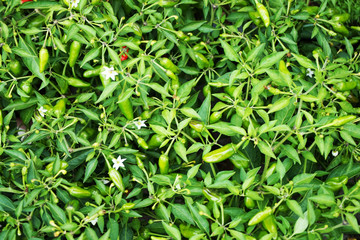 green pepper plant texture
