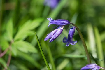 Bluebell Flowers in Bloom in Springtime