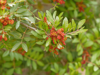 Pistachier lentisque (Pistacia lentiscus) en fleurs dans la garrigue provençale .
