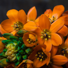Obraz na płótnie Canvas Closeup of orange flowers.
