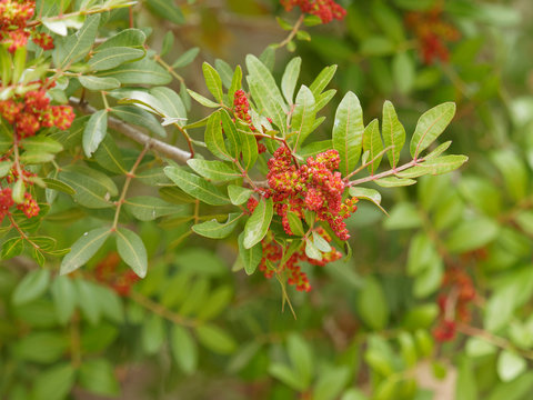 Pistachier lentisque (Pistacia lentiscus) en fleurs dans la garrigue proven&ccedil;ale .