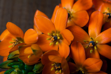 Obraz na płótnie Canvas Closeup of orange flowers.