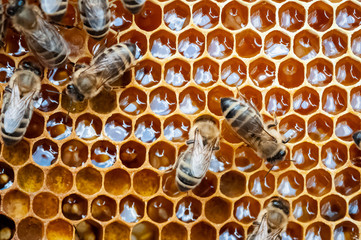 Closeup of bees on the honeycomb in beehive, apiary, selective focus