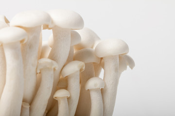 Shimeji mushroom on white background.