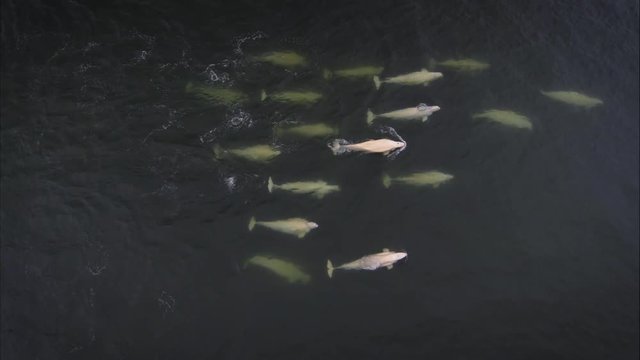 Aerial shot of a big pod of beluga whale swimming together in the Arctic (Svalbard).