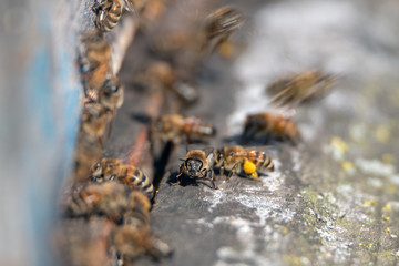 Bees at old hive entrance.