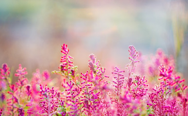 colorful pink flowers background, spring blossom design