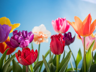 colorful tulips flowers spring background