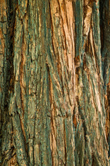 Graphic resources of ancient and aged wood