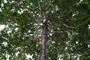 ีunder Dipterocarpus alatus tree.