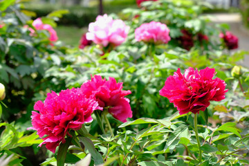 peony flower