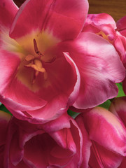 Fototapeta na wymiar Group of elegant pink rose color springtime tulips . Congratulation card, greeting card concept