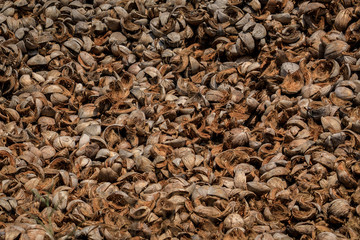 Kokosnussschalen zur Weiterverarbeitung Recycling