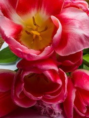 Group of elegant pink rose color springtime tulips . Congratulation card, greeting card concept