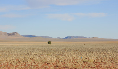 Lonely dry tree in the middle of nowhere
