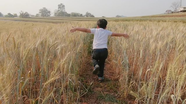 little Asian boy running across wheat field. Slow motion