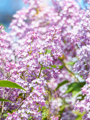 Obraz premium Blooming lilac purple flowers, selective focus. Branch of lilac in the sun light. Blossom in Spring. Spring concept background.