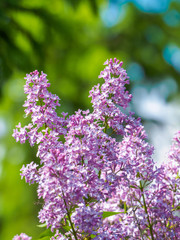 Obraz premium Blooming lilac purple flowers, selective focus. Branch of lilac in the sun light. Blossom in Spring. Spring concept background.
