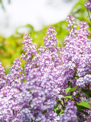 Obraz premium Blooming lilac purple flowers, selective focus. Branch of lilac in the sun light. Blossom in Spring. Spring concept background.