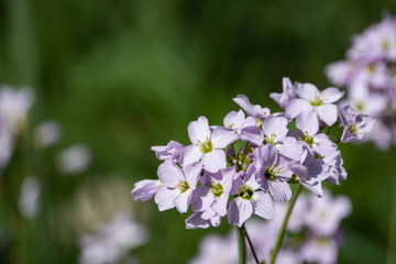 Cuckooflowers in Bloom in Springtime