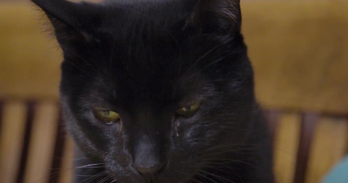 close up of black cat face