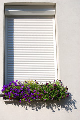 Fototapeta na wymiar Ein blumenkasten am Fensterbrett mit lila Petunien