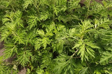 ヨモギ（蓬,よもぎ）