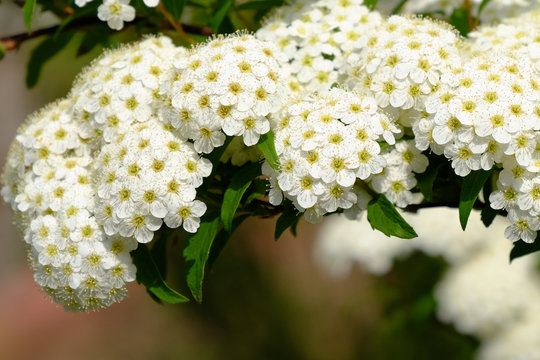 Reeves Spirea