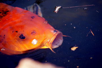Koi Karpfen Cyprinus carpio im Fischteich