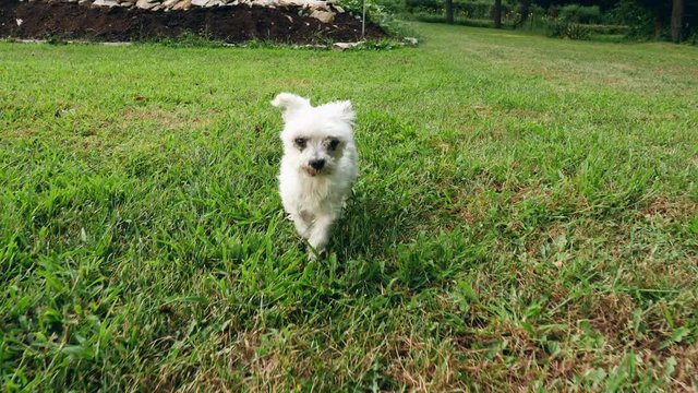 Old white dog walking in the backyard as sunset.