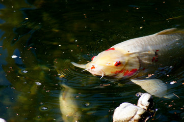 Koi Karpfen Cyprinus carpio im Fischteich