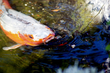 Koi Karpfen Cyprinus carpio im Fischteich
