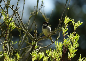 Sperling,Spatz,Sparrow,Singbird