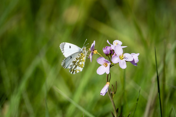 Orangetip Butterfly on Cuckooflowers in Springtime