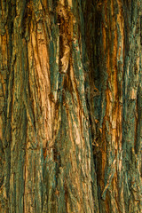 Graphic resources of ancient and aged wood