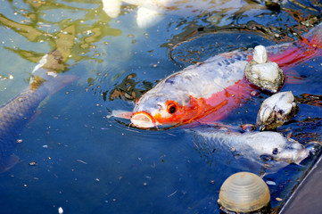 Koi Karpfen Cyprinus carpio im Fischteich